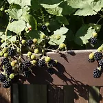 Cafehaven Bed and Breakfast