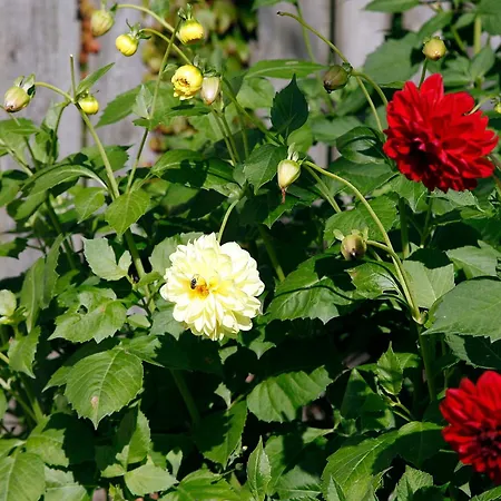 Bed & Breakfast Cafehaven Borglum