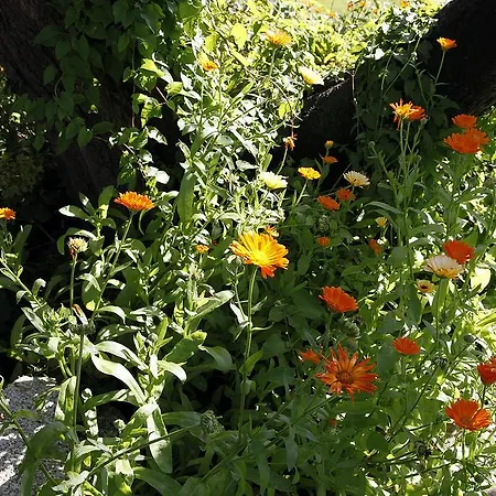 Cafehaven Bed & Breakfast Borglum