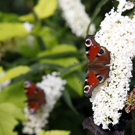 Bed & Breakfast Cafehaven 3*