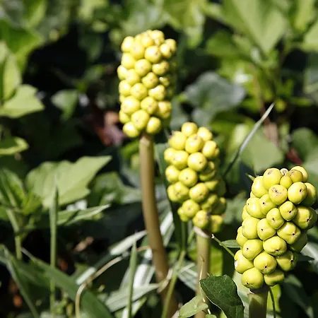 Bed & Breakfast Cafehaven