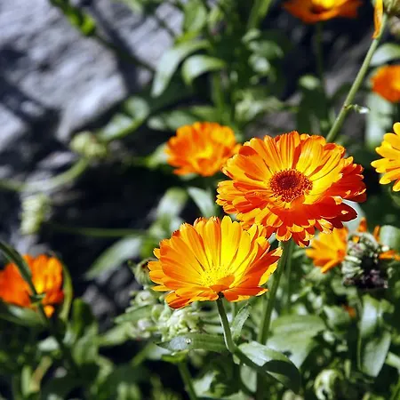 Cafehaven Bed & Breakfast Borglum