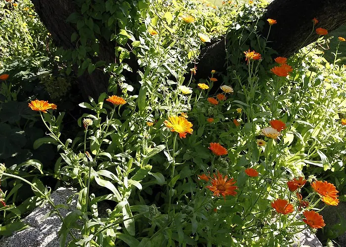 Cafehaven Bed and Breakfast Børglum