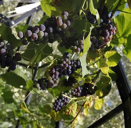 Cafehaven Bed and Breakfast