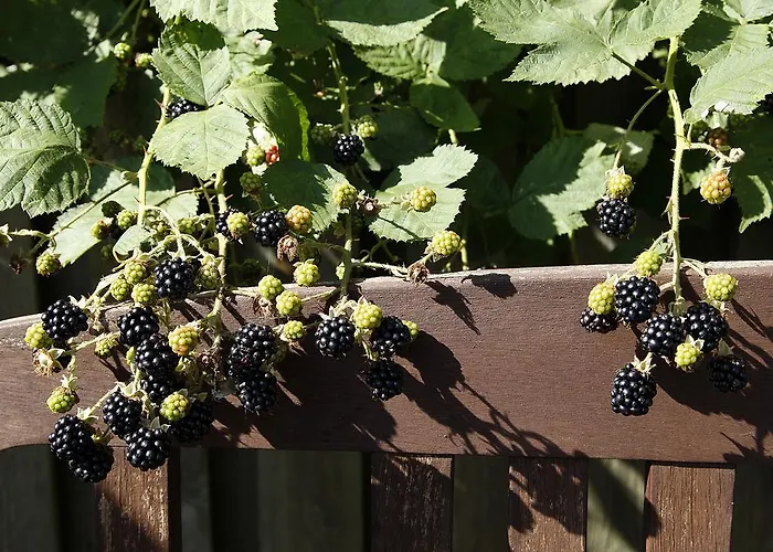 Cafehaven Bed and Breakfast