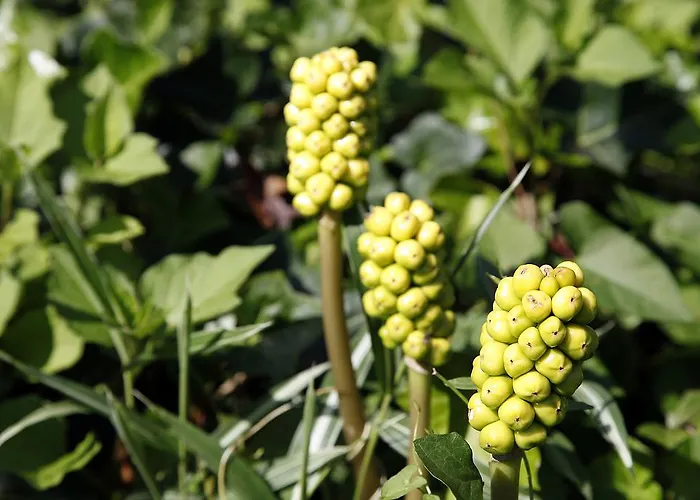 Bed and Breakfast Cafehaven