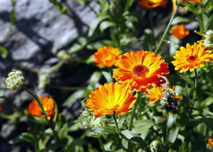 Cafehaven Bed and Breakfast Børglum